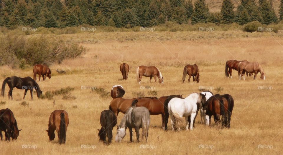 Wild wild horses. I heard a beautiful horses grazing near Yellowstone