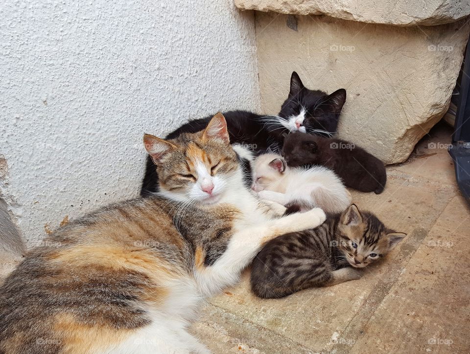 two cat mothers sleep with their kittens