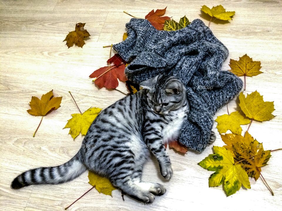 Cat playing with autumn leaves