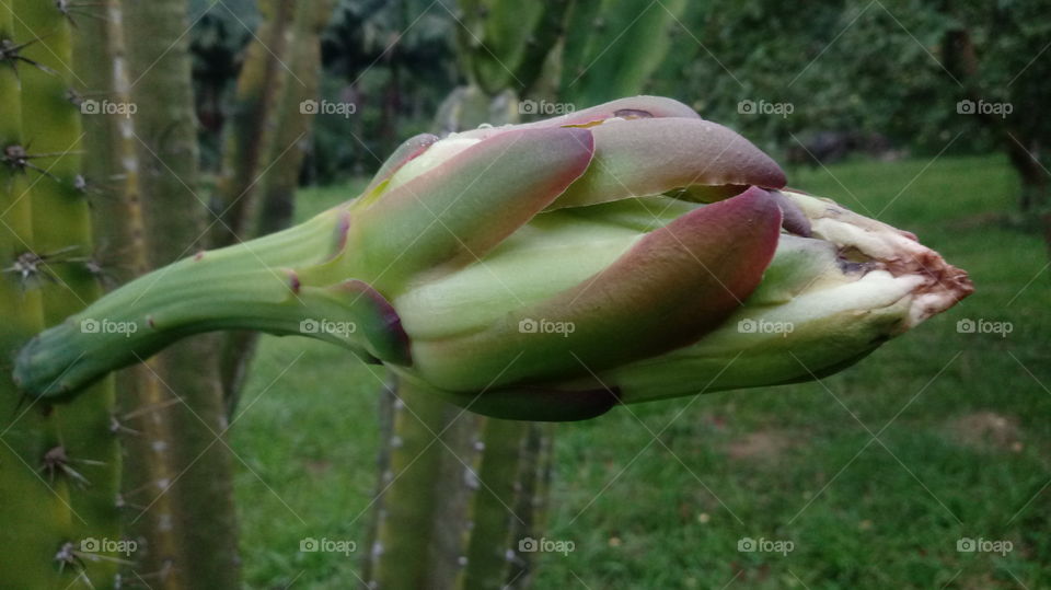 KAKTUS, CACTUS, CACTO