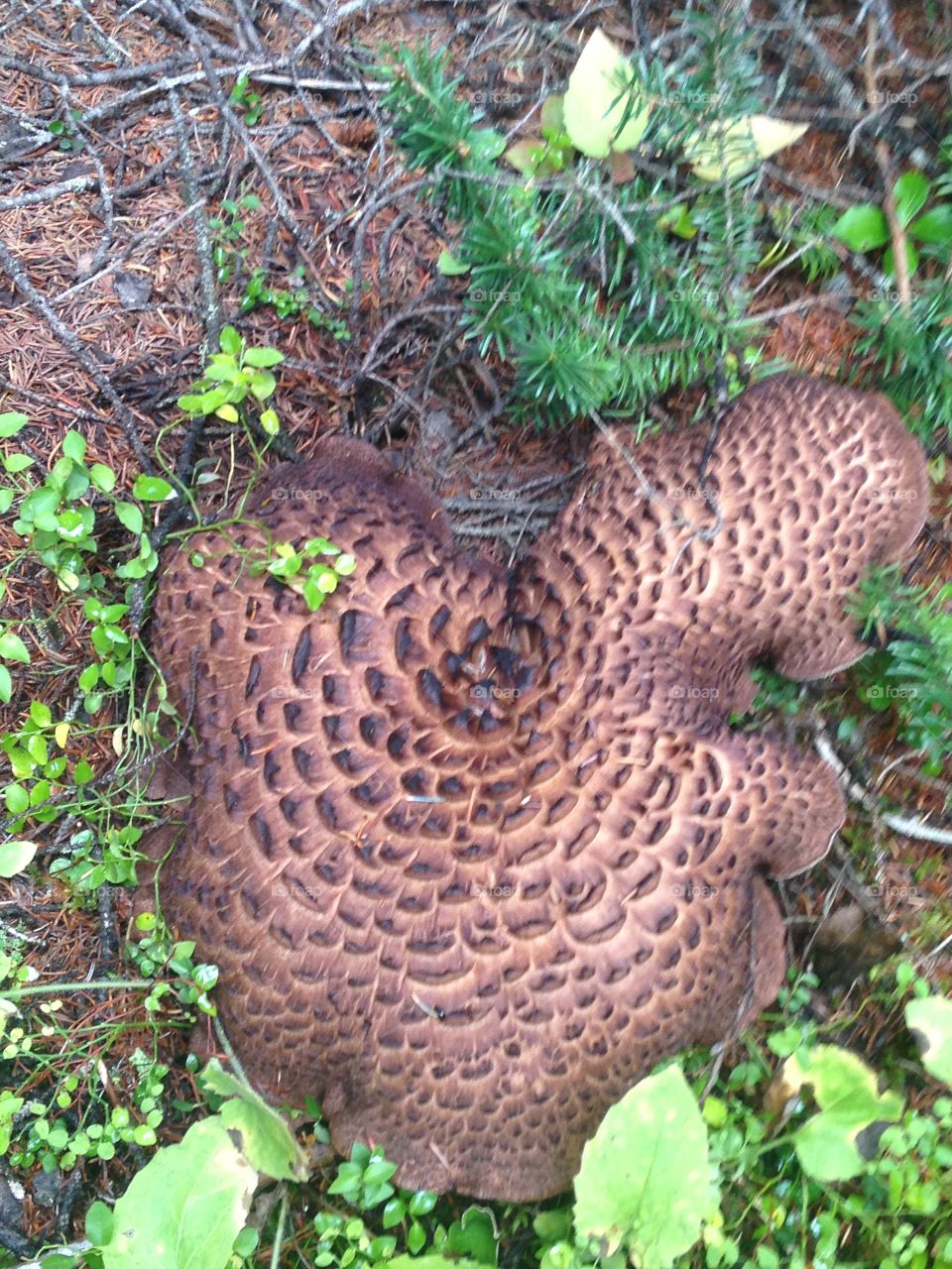 Mushroom close up 