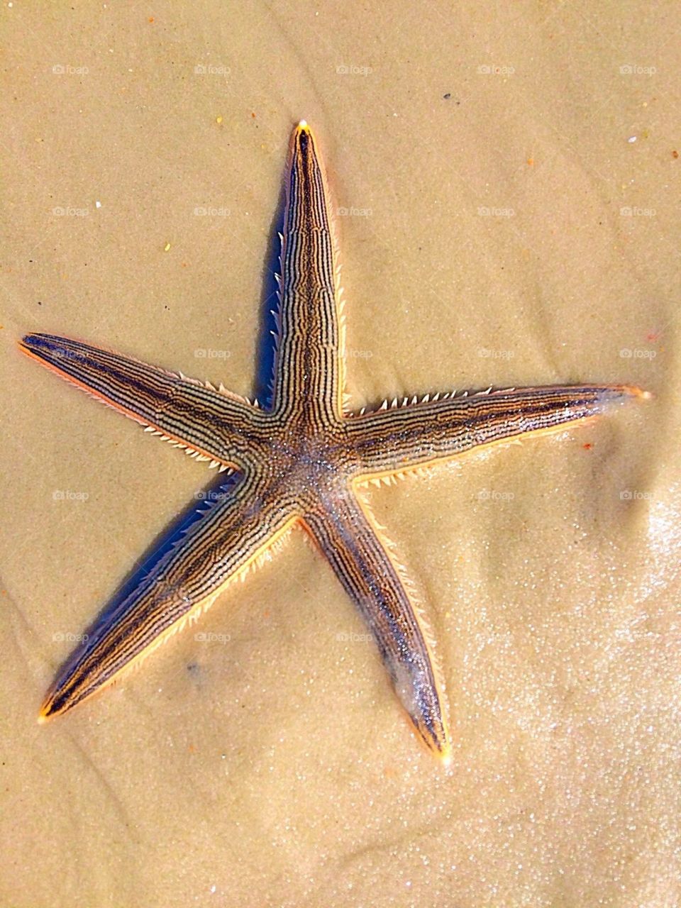 Starfish, St George Island, Florida