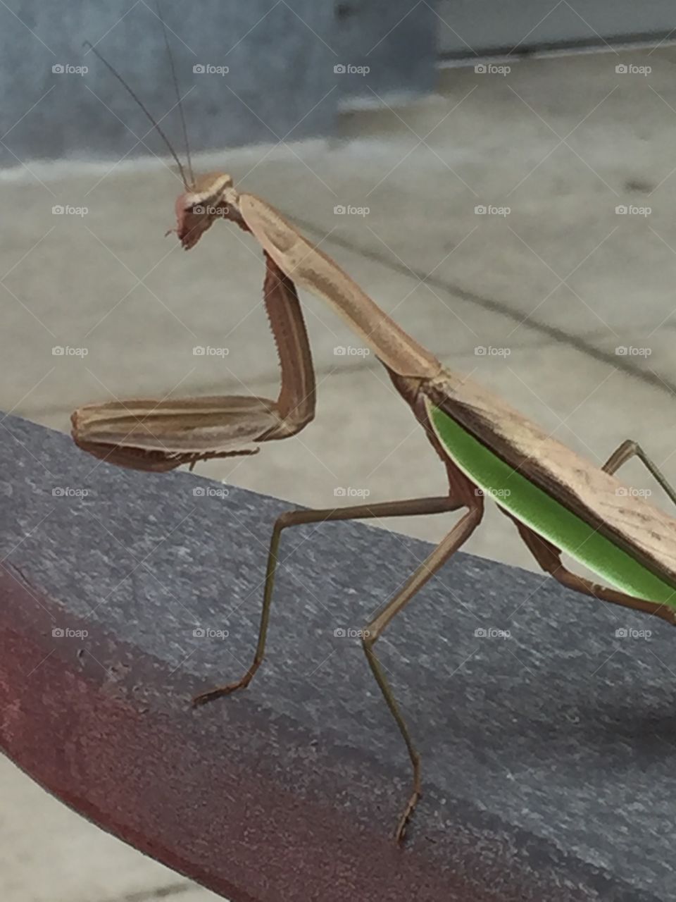 Praying Mantis on a chair arm 