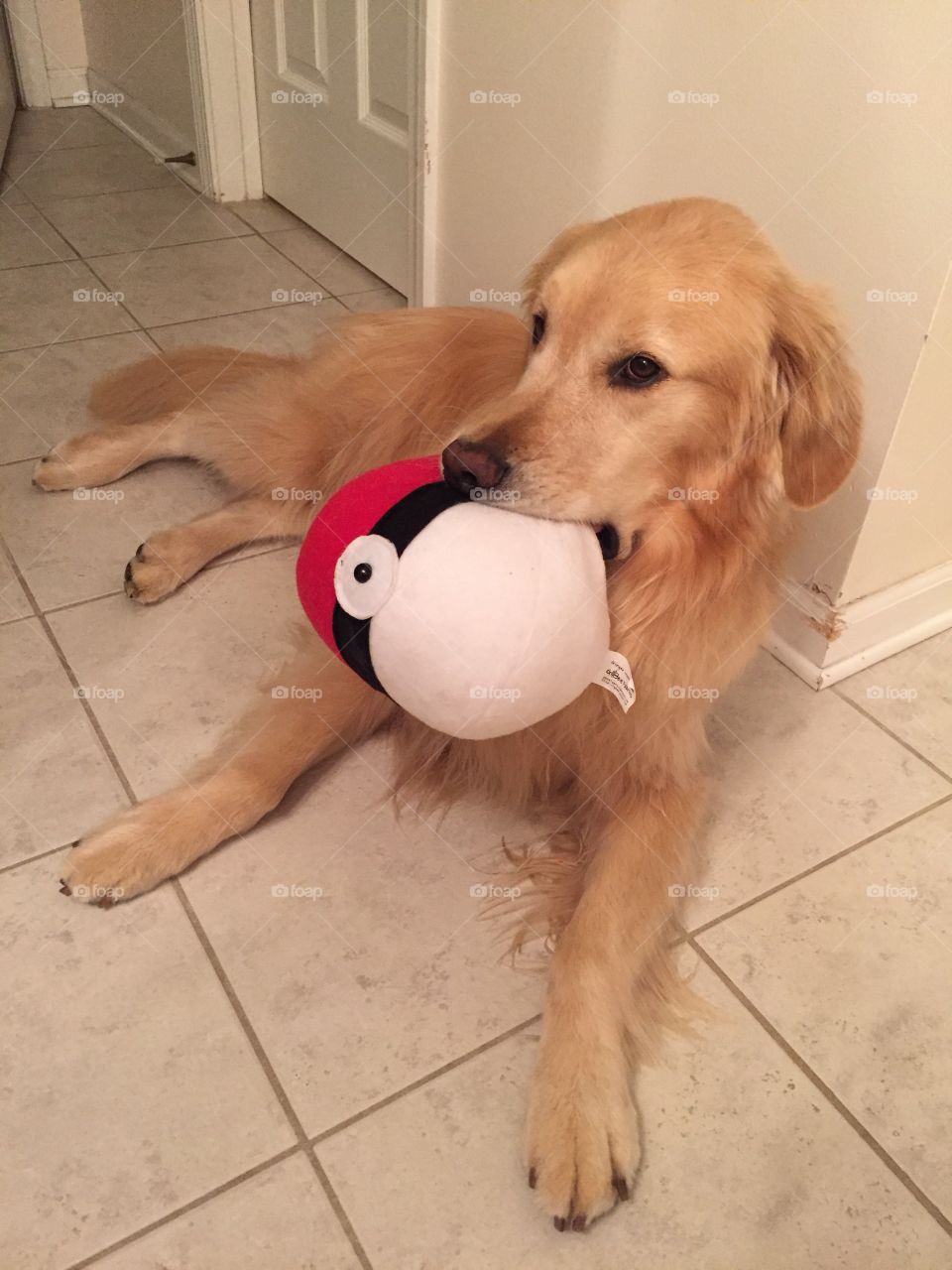 Dog, Pet, Cute, Canine, Puppy