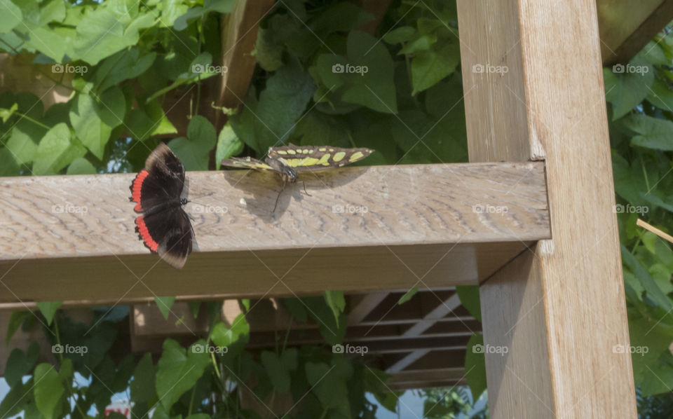 Two tropical butterflies , Judy Istock Butterfly Haven , Chicago.