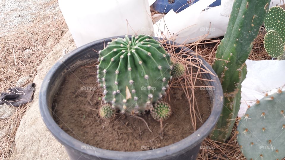 before flowers. this cactus produces a beautiful flower