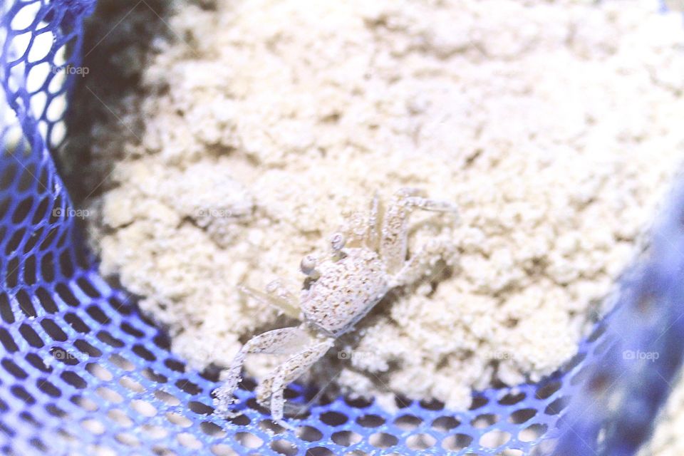 Ghost crab in net