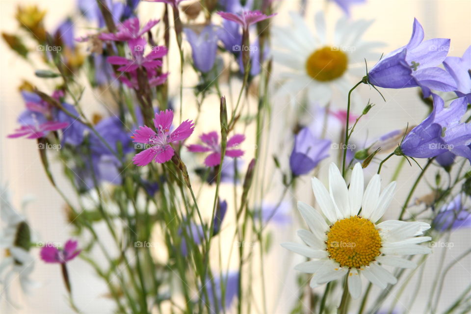 Wild Flowers 