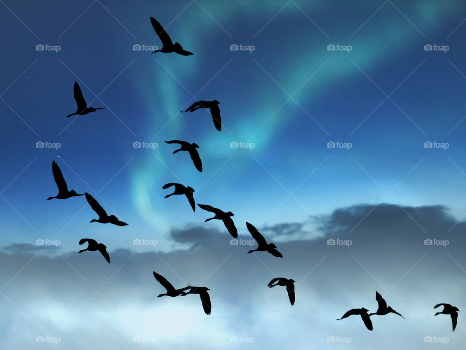 Birds Flying In Northern Lights