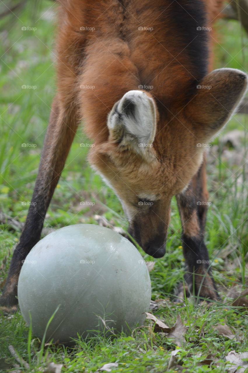 maned fox