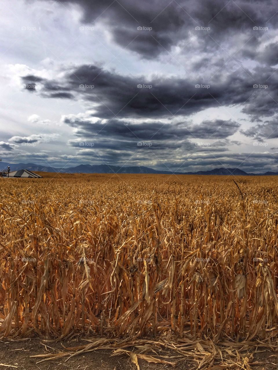 Corn Field Mountain View