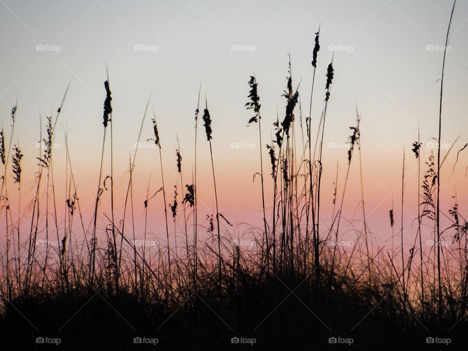 Beach sunset, silhouette of sea oats backlit 
