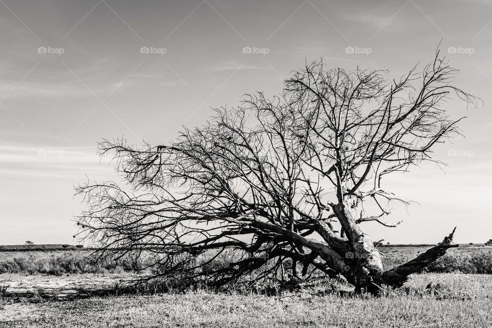 the lonely tree