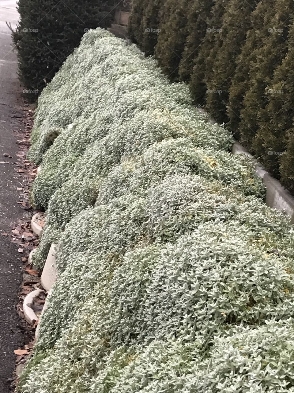 Aussen-Dekoration von Natur aus