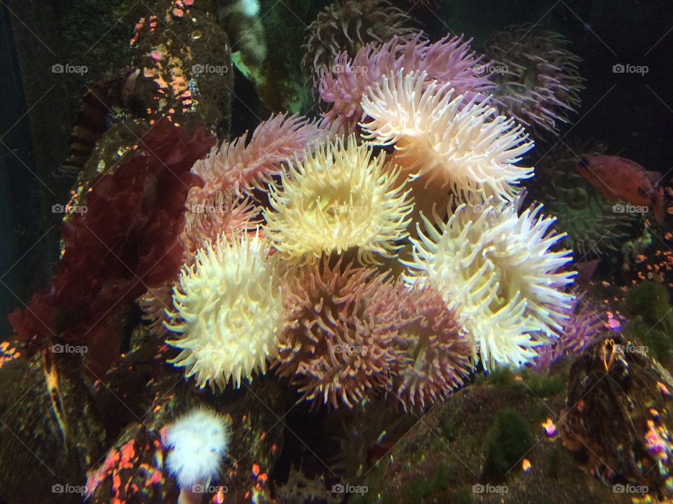 #anemones #pacificcoastanemones #saltwater #reef #reefporn