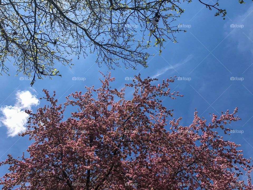 blossoming trees against a bright blue sky