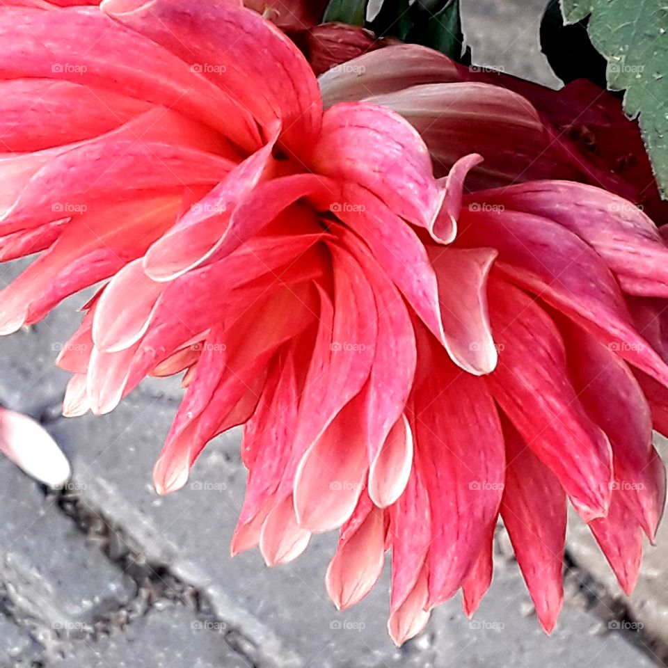 walk at golden hour - fadding pink dahlia