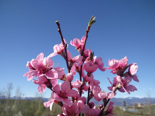 plant potraits flower lover blossoming trees amazing atmosphere environment clean and fresh Air
Muneeb bhat