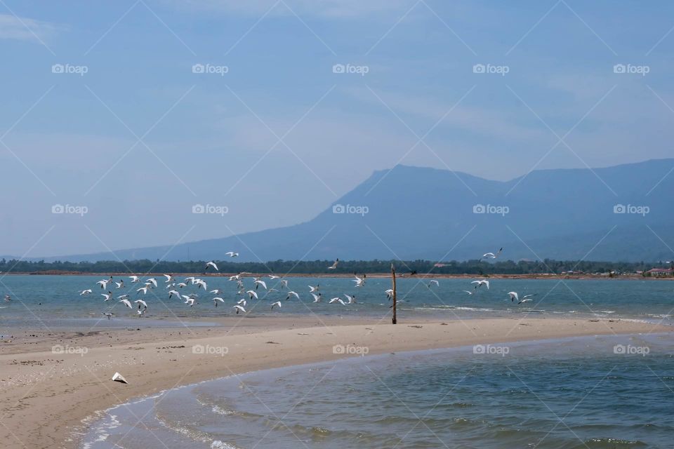 sea gulls flying over the sea