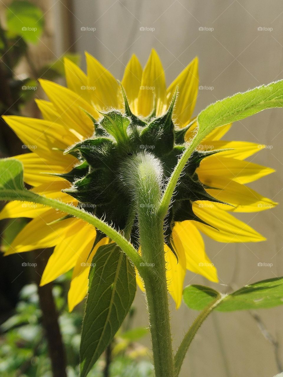 beautiful pattern of sunflower from behind.