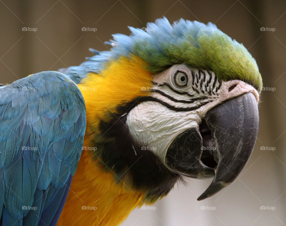 parrot