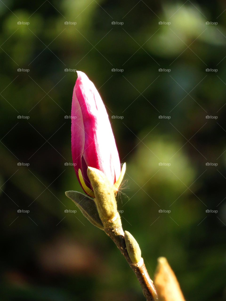 Spring magnolia bud