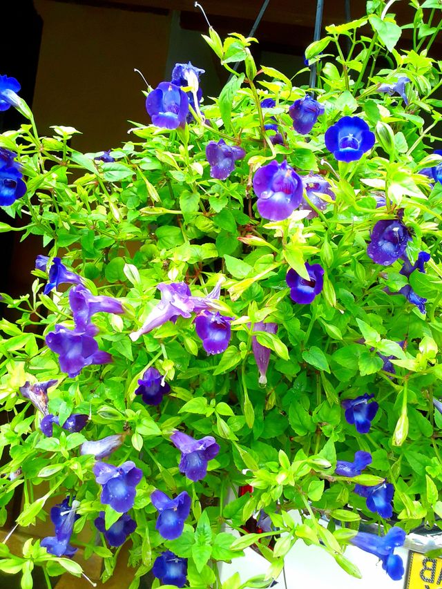 nature colour