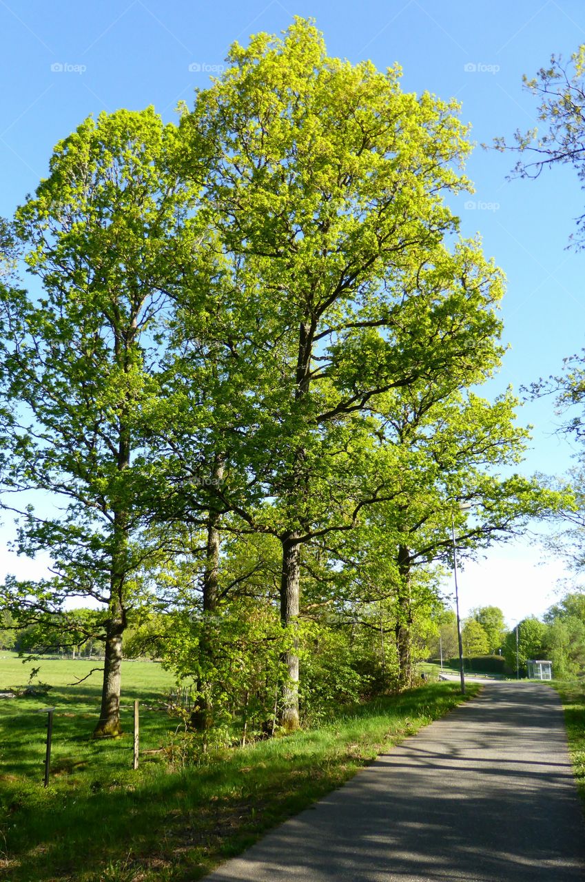 Oak tree in spring