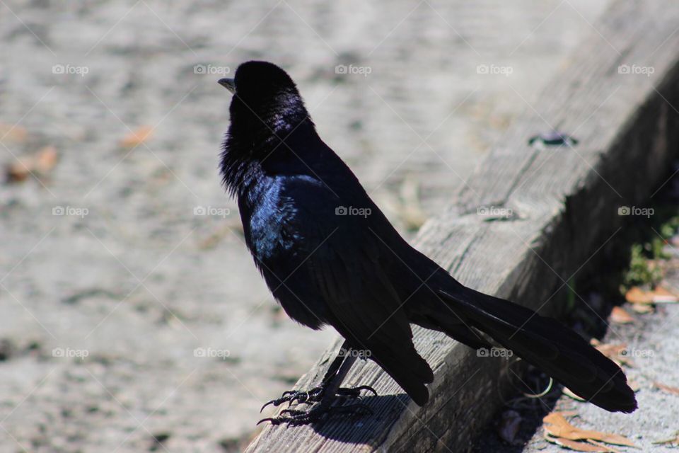 Black Crow bird
