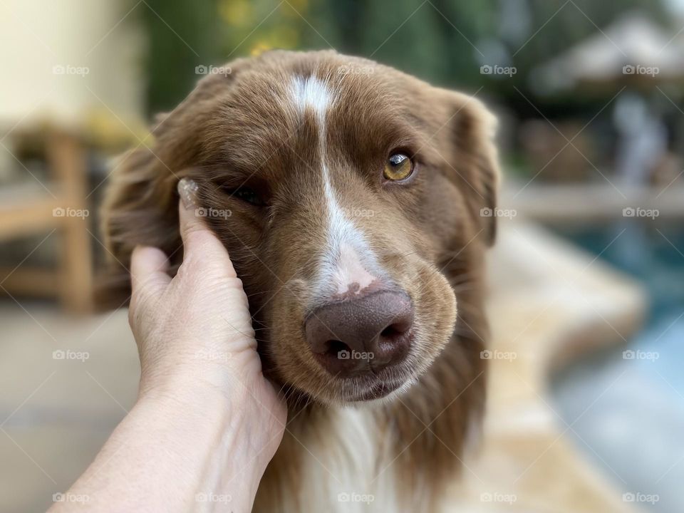Affectionate dog leaning into a hand for a massage 