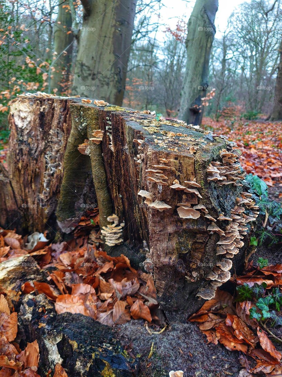 Tree trunk with fungi