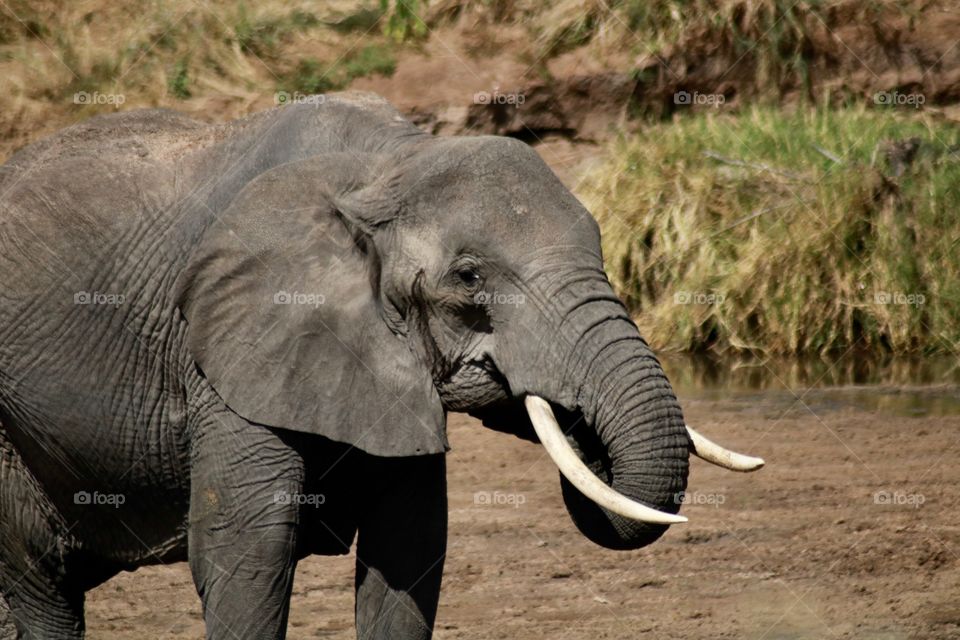 Cute elephant in Africa! 