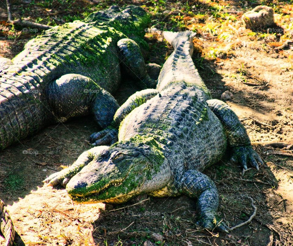 Alligator walks away 