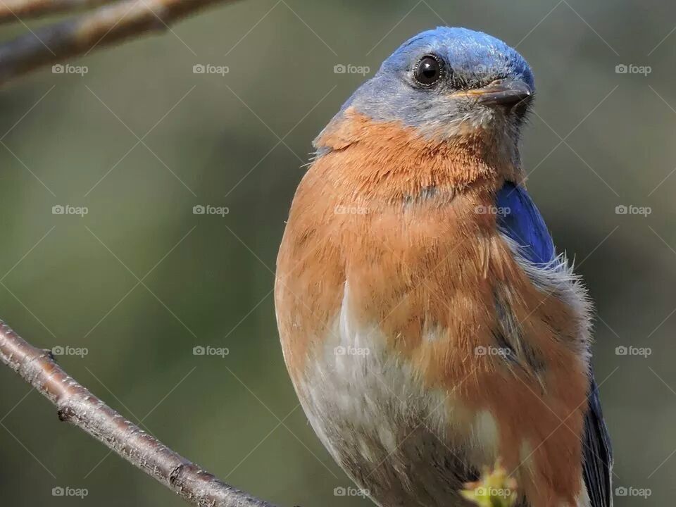 blue Bird