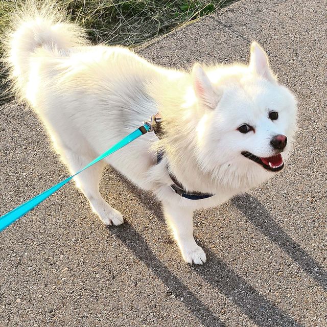 my dog