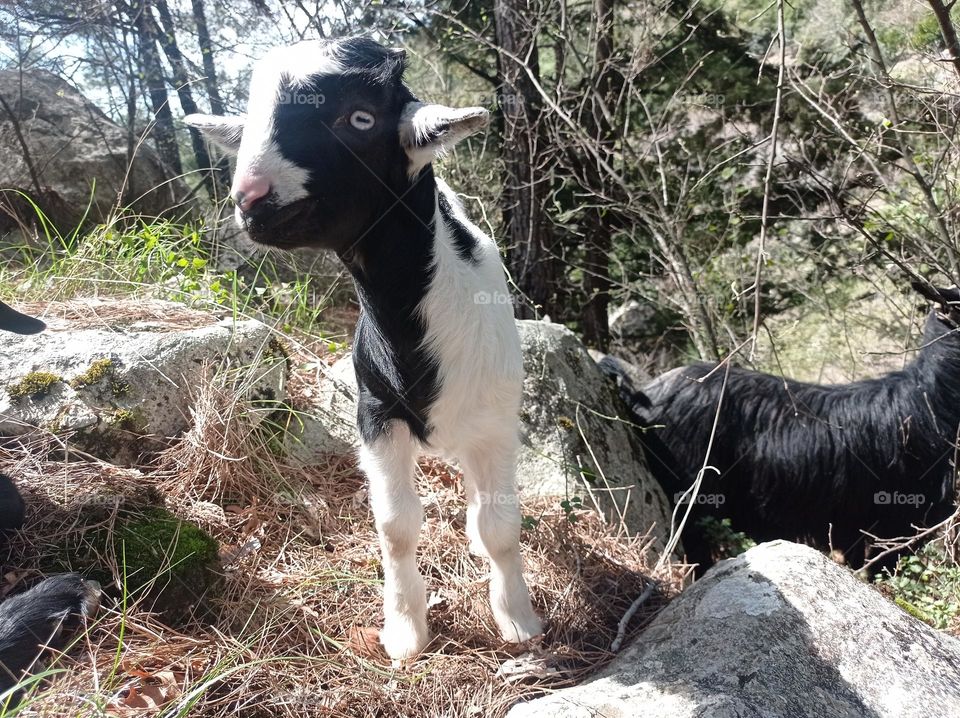 minigoat
