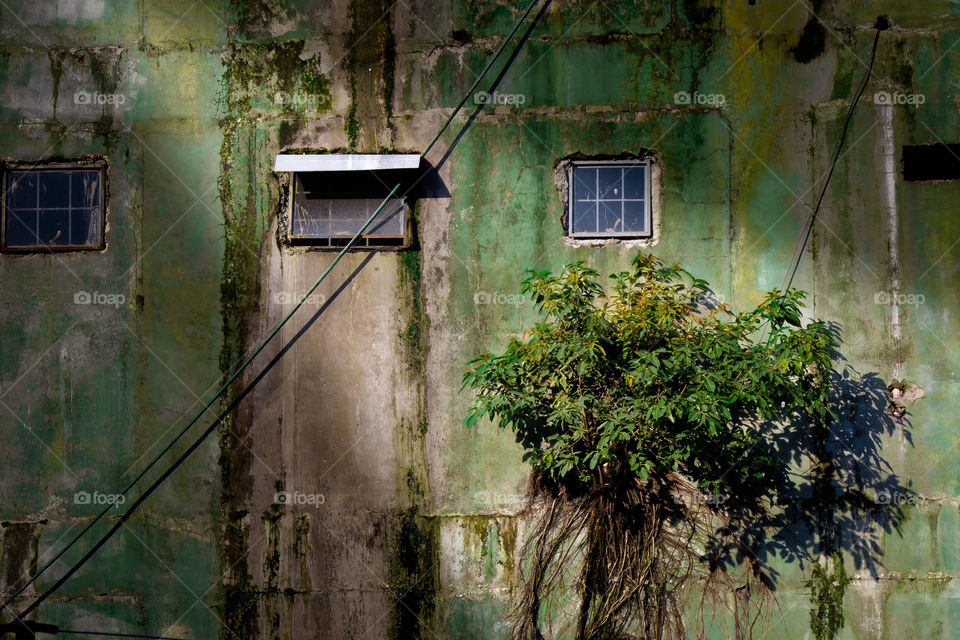 green wall with a tree