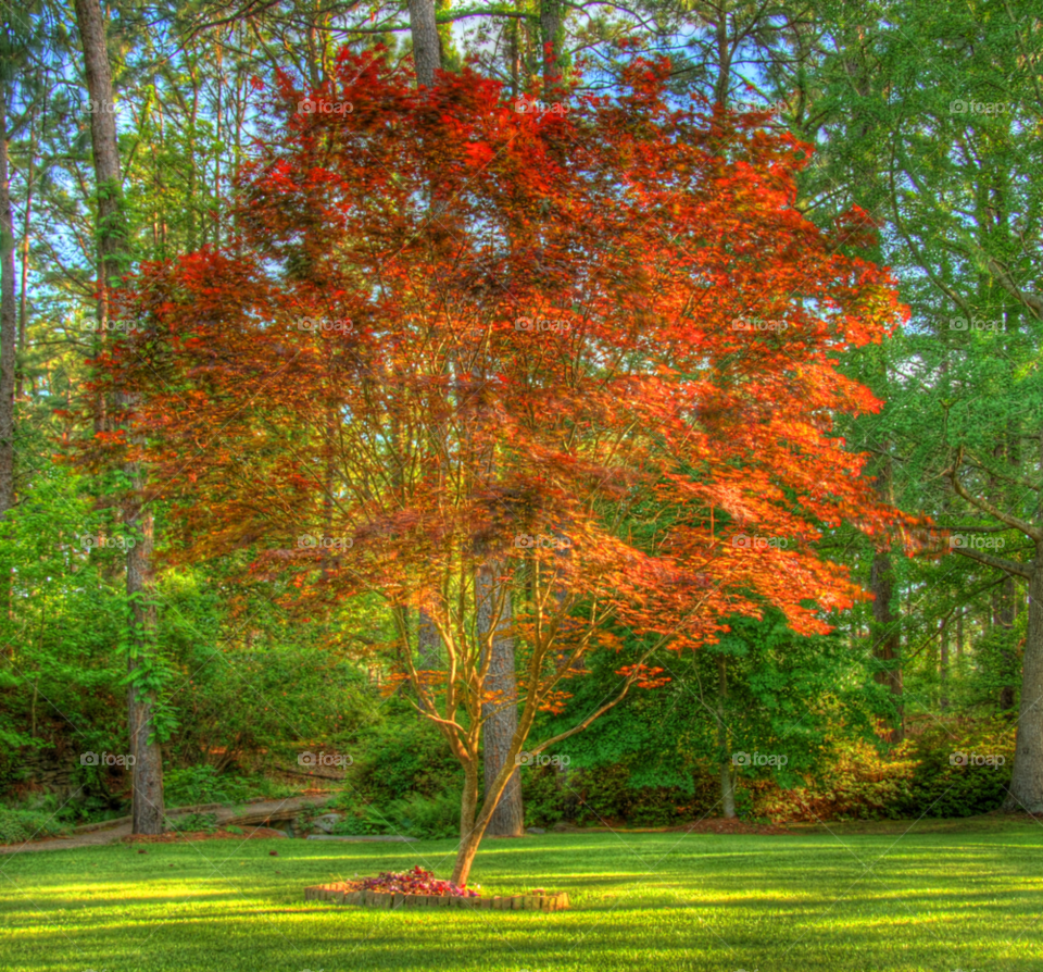 nature red tree leaves by lightanddrawing