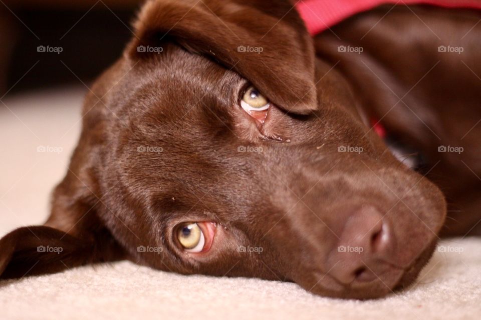 Close-up of a chocolate Labrador retriever