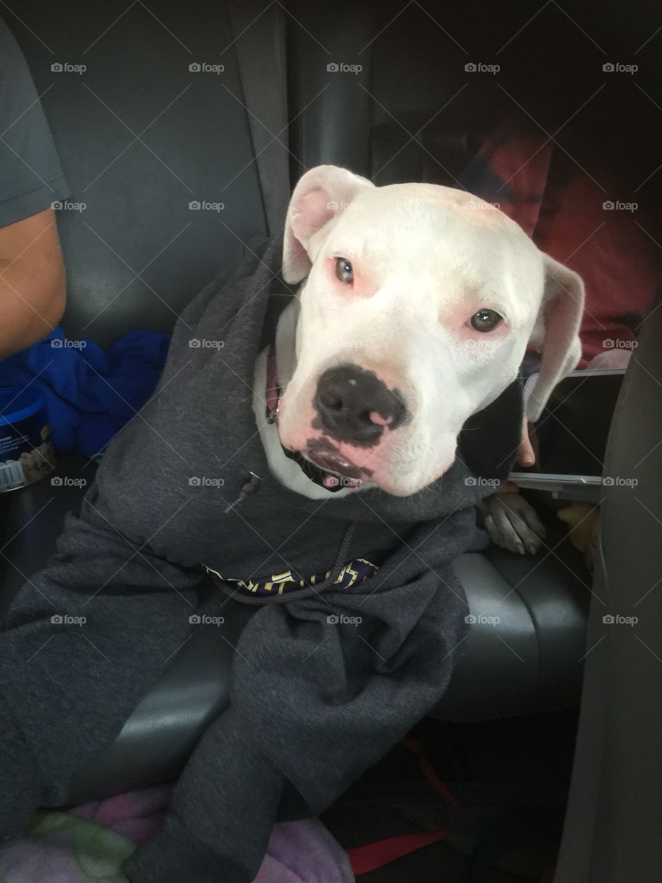 Fancy white Pitbull too cold for her own good wearing a stolen sweatshirt 