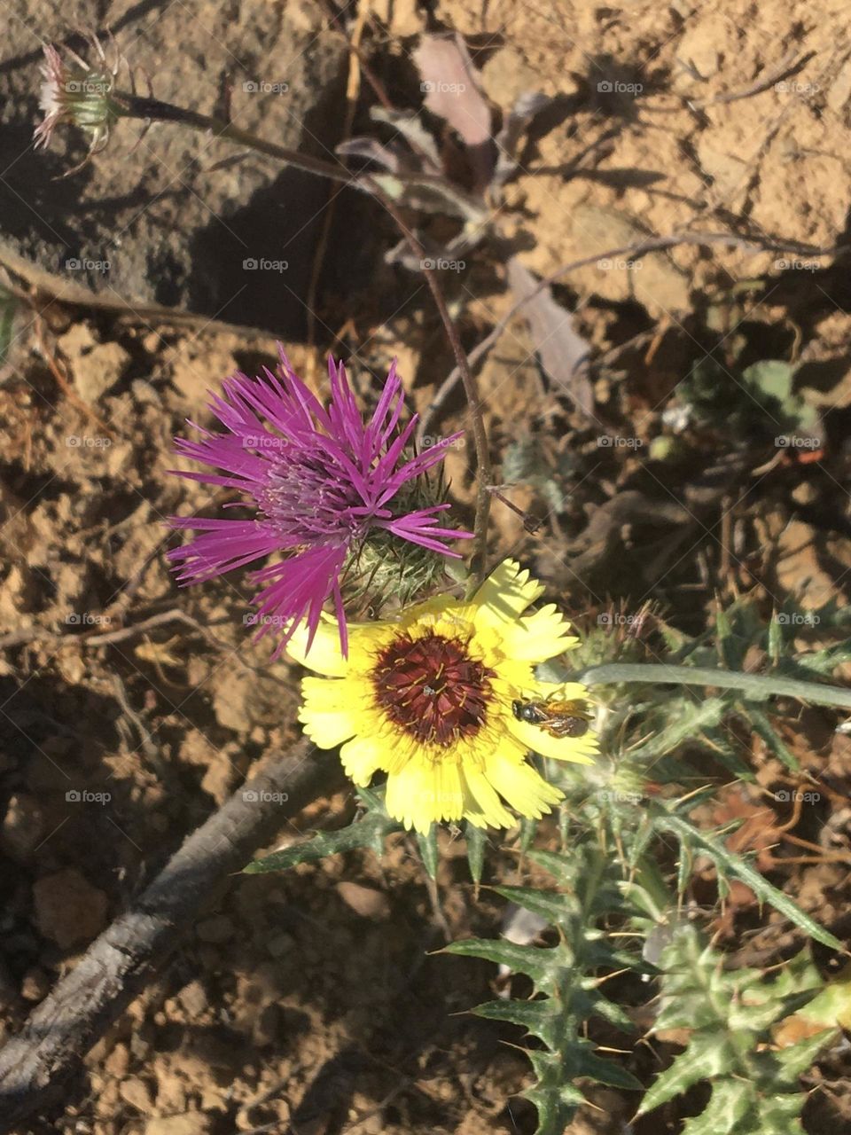 Natural duo of flowers on dry ground 