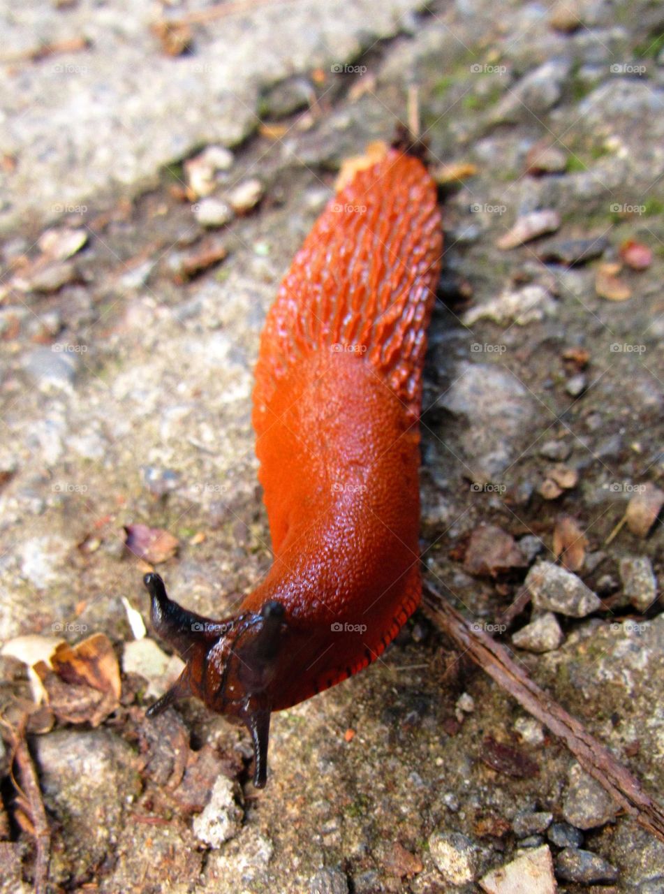 slug