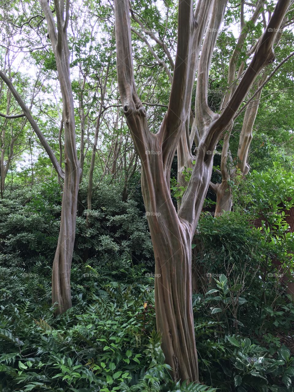 Wrinkled trees, like tendons in fingers. Tyler Rose Garden in Texas. 