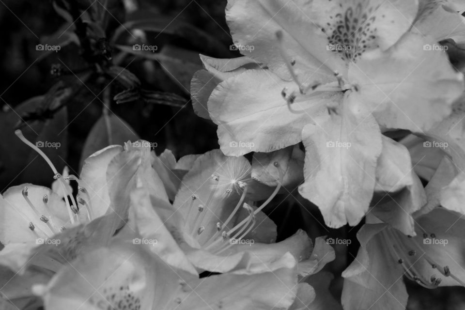 A message from dandelion.