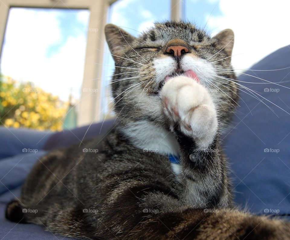 Barney the tabby cat washing his paws showing close up details of fur, tongue and whiskers