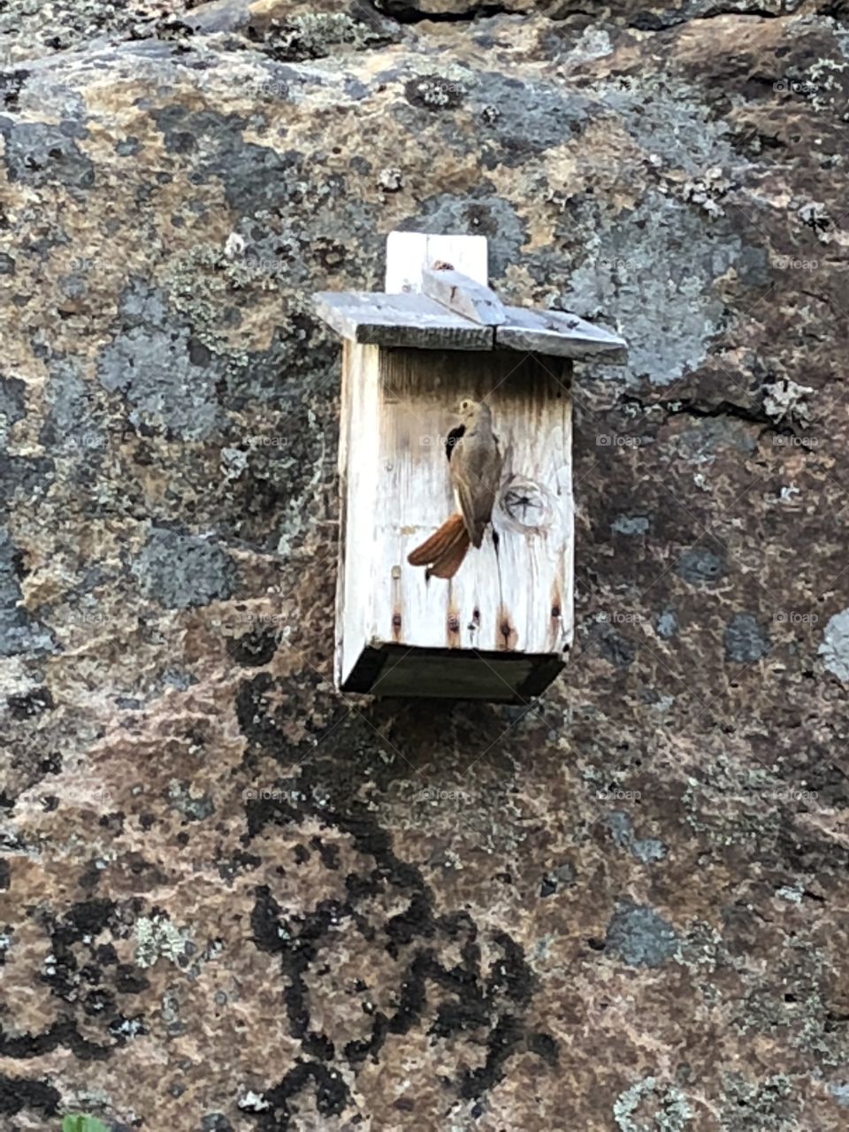 Redststart feeds chicks