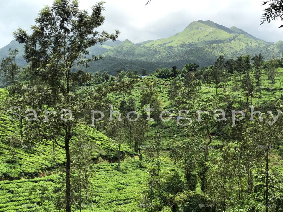 Tea estate in Kerala. Beautiful landscape with mountains.