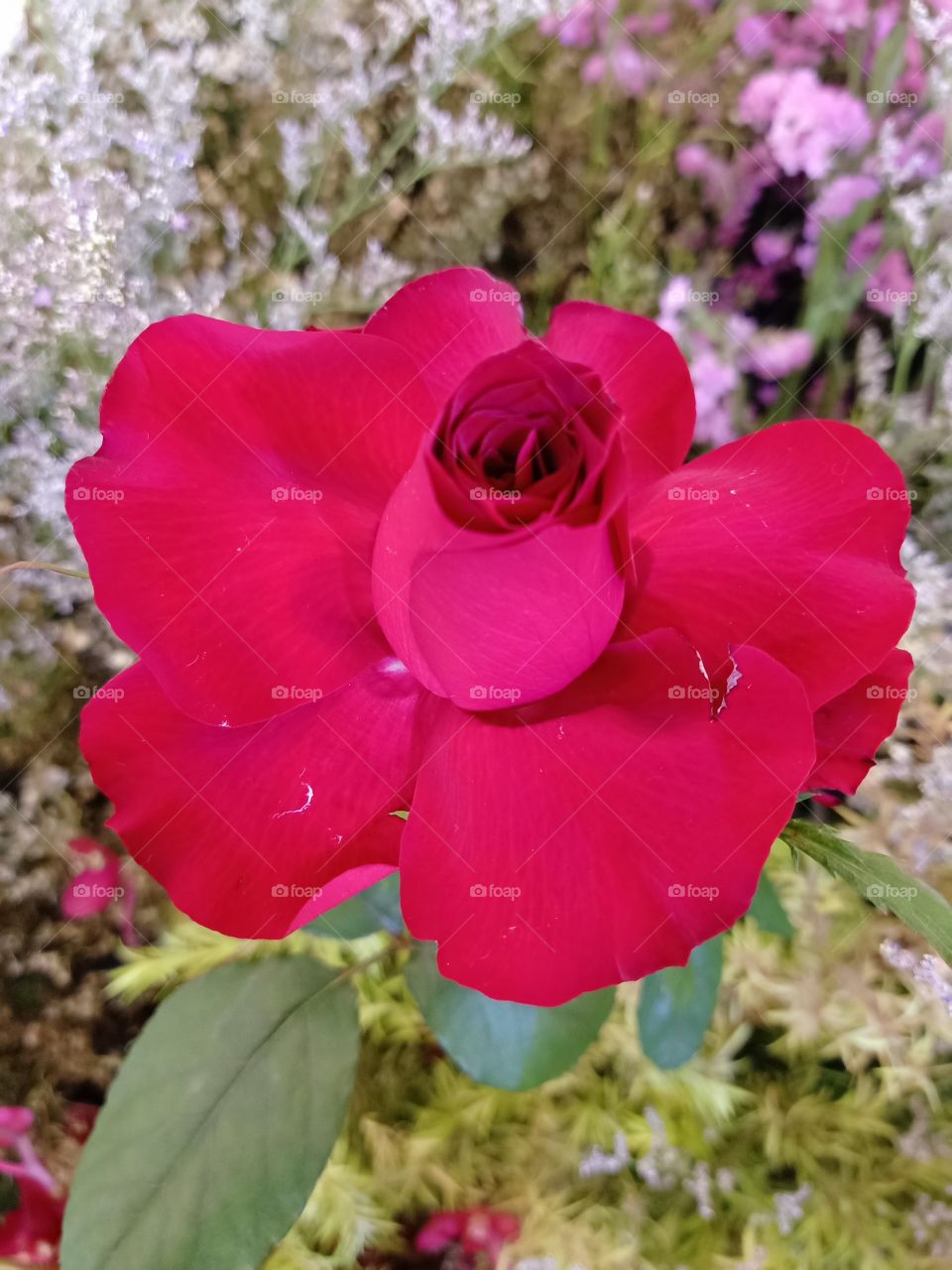 Beautiful red rose