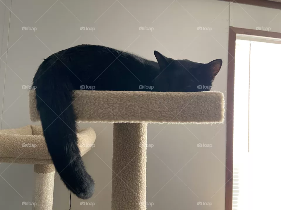 Black cat