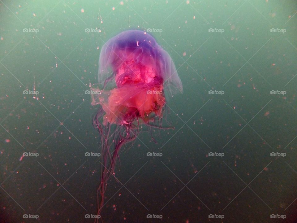 Jellyfish